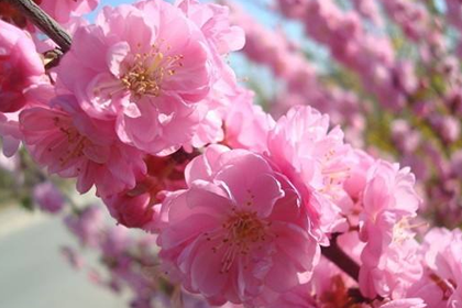 這三種面相爛桃花纏身